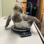 article image - eagle6